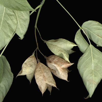 Bladder Nut (Stephylia) Branch, Pods Are Camouflaged As The Same Shape As The Leaf by Jose Iselin Pricing Limited Edition Print image