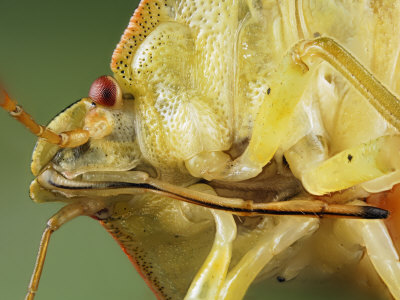 Head With Piercing And Sucking Mouthparts Of A Green Shield Bug, Palomena Prasina by Wim Van Egmond Pricing Limited Edition Print image