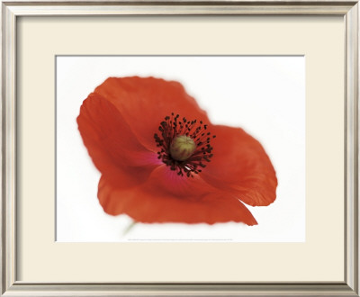 Poppy by Cedric Porchez Pricing Limited Edition Print image