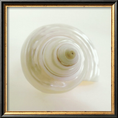 Shell Iv by Darlene Shiels Pricing Limited Edition Print image