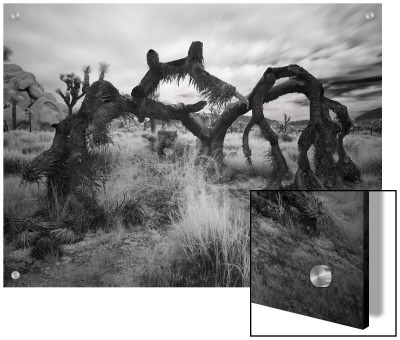 Fallen Joshua Tree, California by A.D. Pricing Limited Edition Print image