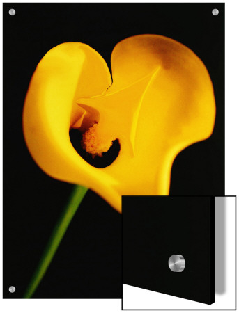 A Yellow Lily With An Arrow As The Stigma by A.K.A Pricing Limited Edition Print image