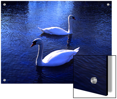 Two White Swans Floating In Water With Reflections At Dusk by I.W. Pricing Limited Edition Print image