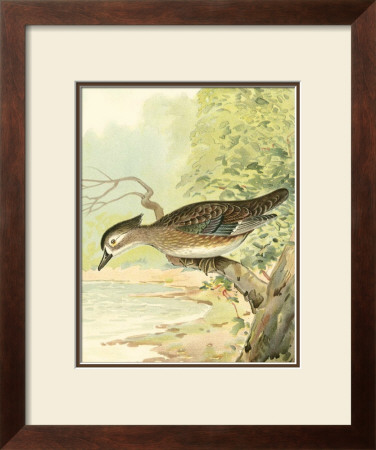 Woodduck Female by Ridgway Pricing Limited Edition Print image