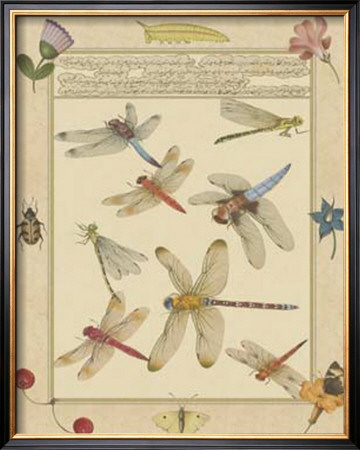 Dragonfly Manuscript Iv by Jaggu Prasad Pricing Limited Edition Print image