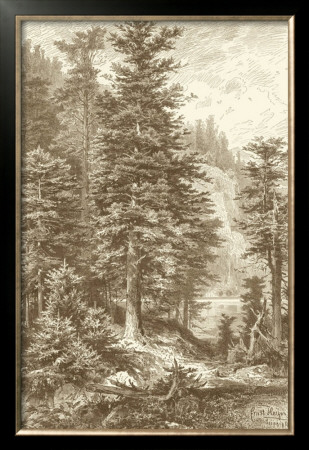 Sepia Noble Fir by Ernst Heyn Pricing Limited Edition Print image
