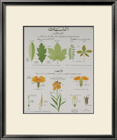 Plants And Leaves Teaching Chart by Deyrolle Pricing Limited Edition Print image