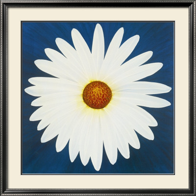 Daisy, December 3Rd, 2004 by Claire Davies Pricing Limited Edition Print image