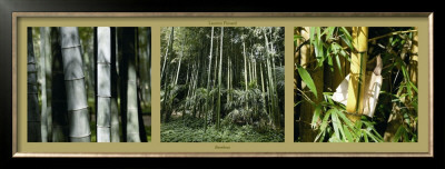 Bamboo by Laurent Pinsard Pricing Limited Edition Print image