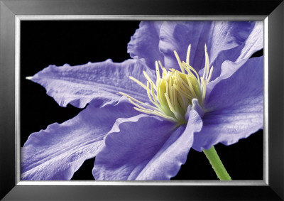 Purple Clematis by Amalia Veralli Pricing Limited Edition Print image
