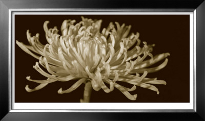 Mammoth Mums I by Renee W. Stramel Pricing Limited Edition Print image