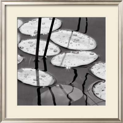 Lily Pads, Sunrise by David Gray Pricing Limited Edition Print image