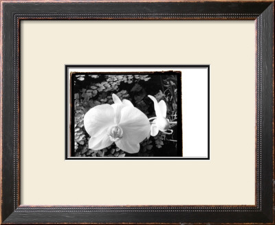 Striking Orchids I by Laura Denardo Pricing Limited Edition Print image