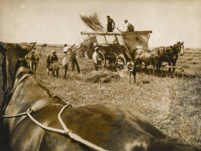 Farmers Bringing In The First Harvest In Adolf Hitler Koog In North ...