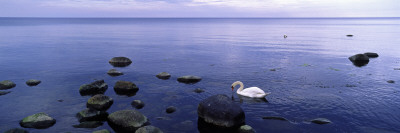 A Swan By The Sea Shore, Sweden by Bjorn Wiklander Pricing Limited Edition Print image