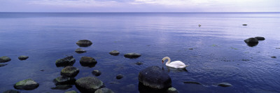 A Swan By The Sea Shore, Sweden by Bjorn Wiklander Pricing Limited Edition Print image