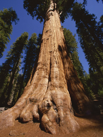 Ben Sherman Tree, Sequoia Park, California, United States Of America, North America by Jon Hart Gardey Pricing Limited Edition Print image