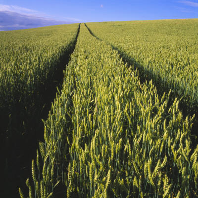 Rut On Wheat Field by Bengt-Goran Carlsson Pricing Limited Edition Print image