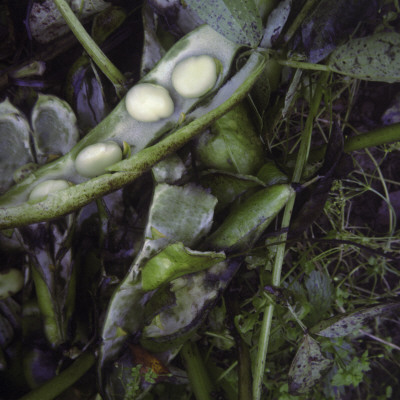 Broad Bean by Mikael Andersson Pricing Limited Edition Print image