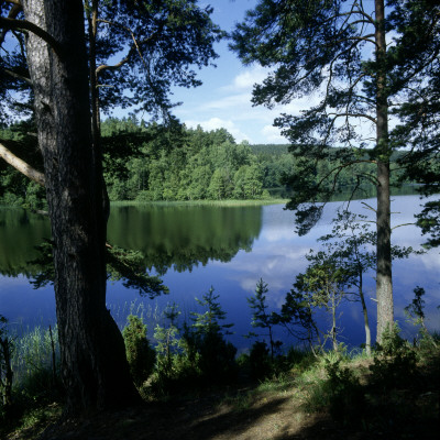 Trees By A Lake,Eldmarjan,Hunneberg In Vastragotaland Sweden by Ove Eriksson Pricing Limited Edition Print image