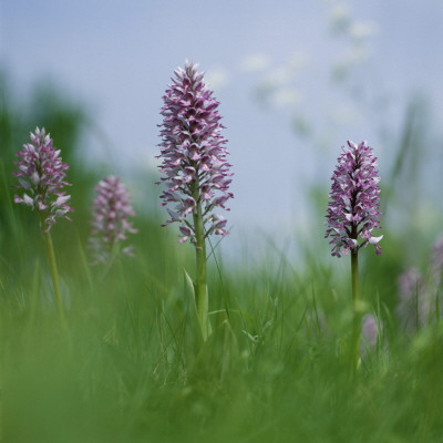 Purple Flowers by Ove Eriksson Pricing Limited Edition Print image