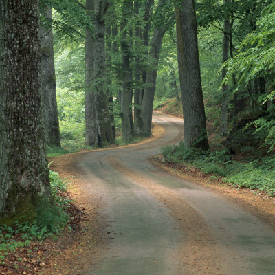 Dirt Road Passing Through A Forest by Ove Eriksson Pricing Limited Edition Print image