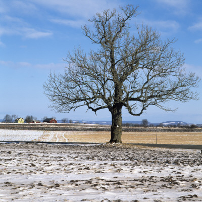 Bare Tree In A Field by Ove Eriksson Pricing Limited Edition Print image