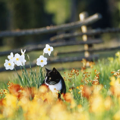 A Cat Among Flowers by Ove Eriksson Pricing Limited Edition Print image