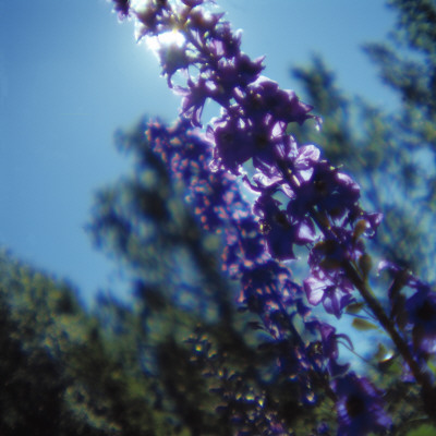 The Sun Blocked By A Purple Lupine by Richard Kail Pricing Limited Edition Print image