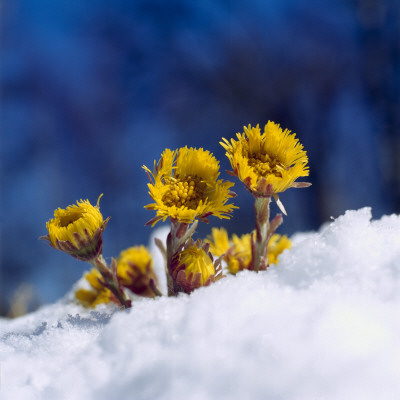 Coltsfoot In Snow by Ove Eriksson Pricing Limited Edition Print image