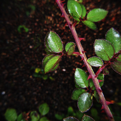 Close-Up Of A Rose Plant by Mikael Andersson Pricing Limited Edition Print image