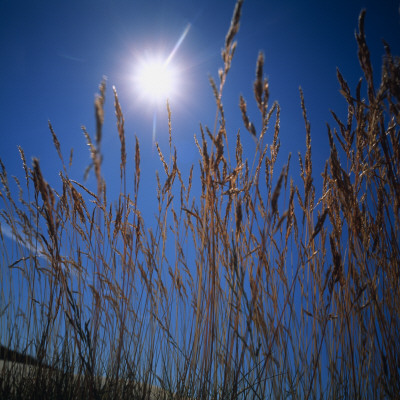 Tall Grass Beneath Bright Sun by Hans Wretling Pricing Limited Edition Print image