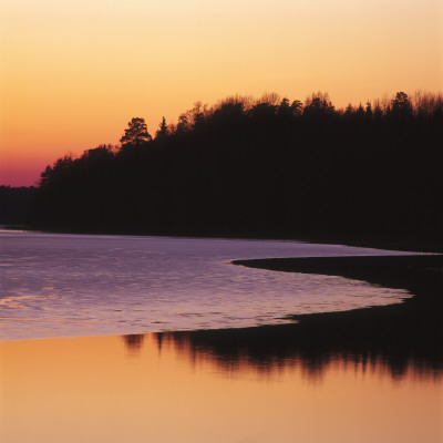 Silhouette Of Trees At Dusk, Sweden by Jorgen Larsson Pricing Limited Edition Print image