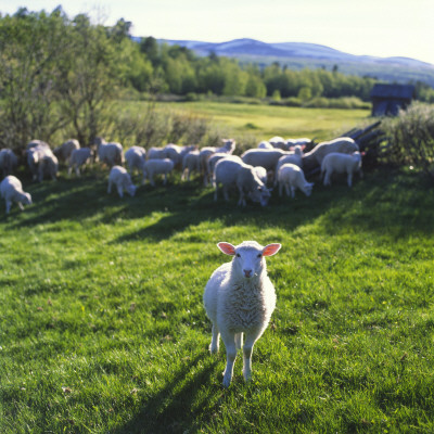 Flock Of Sheep In A Field by Jorgen Larsson Pricing Limited Edition Print image
