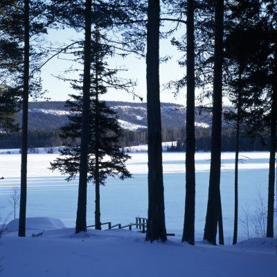 Trees In A Snow Covered Landscape by Helene Toresdotter Pricing Limited Edition Print image