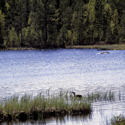 Red-Throated Diver Brooding, Finland by Kalervo Ojutkangas Pricing Limited Edition Print image