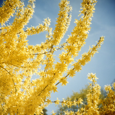 Yellow Branches In Bloom, Sweden by Malin Gezelius Pricing Limited Edition Print image