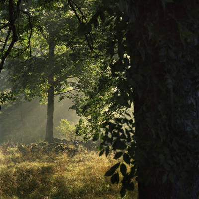 Forest Shade, Sweden by Mikael Andersson Pricing Limited Edition Print image