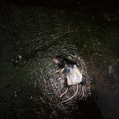 A Wet, Dead Mouse by Mikael Andersson Pricing Limited Edition Print image