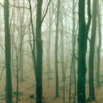 A Wood In Skane, Sweden by Mikael Bertmar Pricing Limited Edition Print image