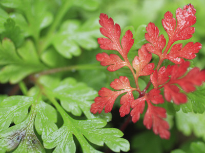 Geranium Leaves by Aida Ricciardiello Caballero Pricing Limited Edition Print image