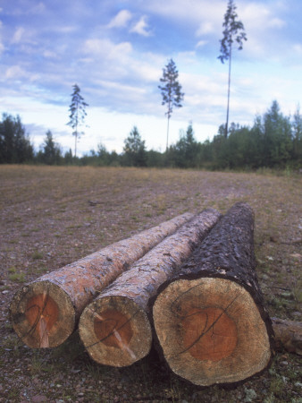 Three Logs In A Field by Bjorn Alander Pricing Limited Edition Print image