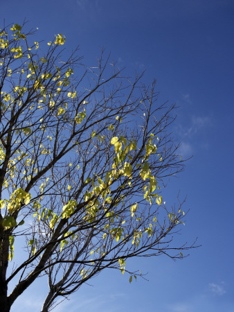 Half Bare Tree Branches In Autumn, Iceland by Atli Mar Pricing Limited Edition Print image