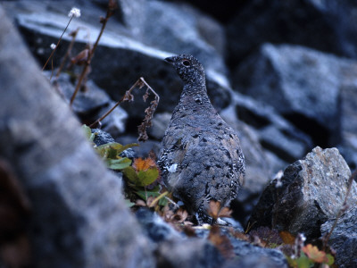 Gray Bird Among Gray Stones by Bjorn Wiklander Pricing Limited Edition Print image