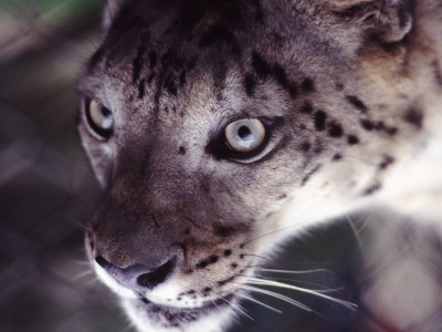 Snow Leopard, Close-Up by Bjorn Wiklander Pricing Limited Edition Print image