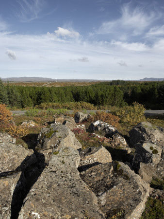 Rocks And Trees, Iceland by Atli Mar Pricing Limited Edition Print image