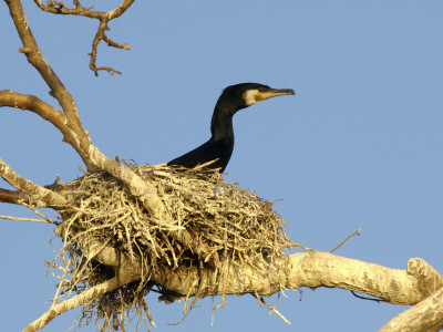 A Bird On A Look Out In A Nest by Berndt-Joel Gunnarsson Pricing Limited Edition Print image