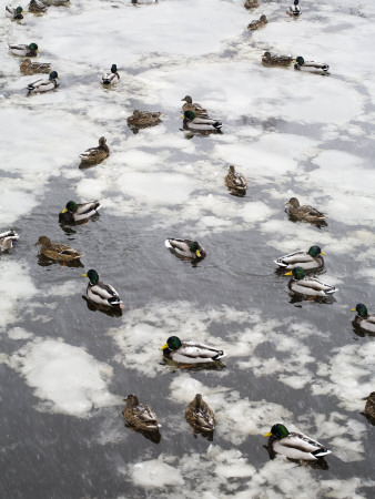 High Angle View Of Flock Of Ducks Swimming In A Lake by Andreas Molin Pricing Limited Edition Print image