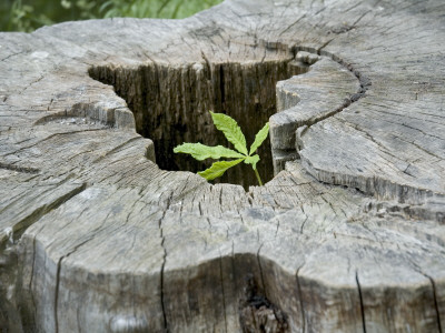 A Sprout Growing Out Of An Tree Stub by Anna G Tufvesson Pricing Limited Edition Print image