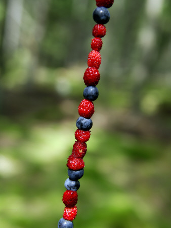 Wild Strawberries And Blueberries Thread Upon A Straw by Eva Wernlid Pricing Limited Edition Print image